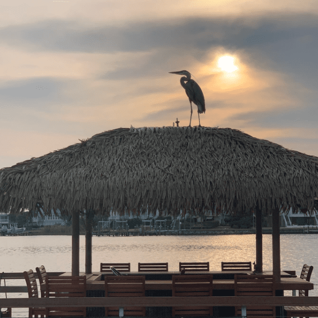 A bird sitting on top of a hut near the water.